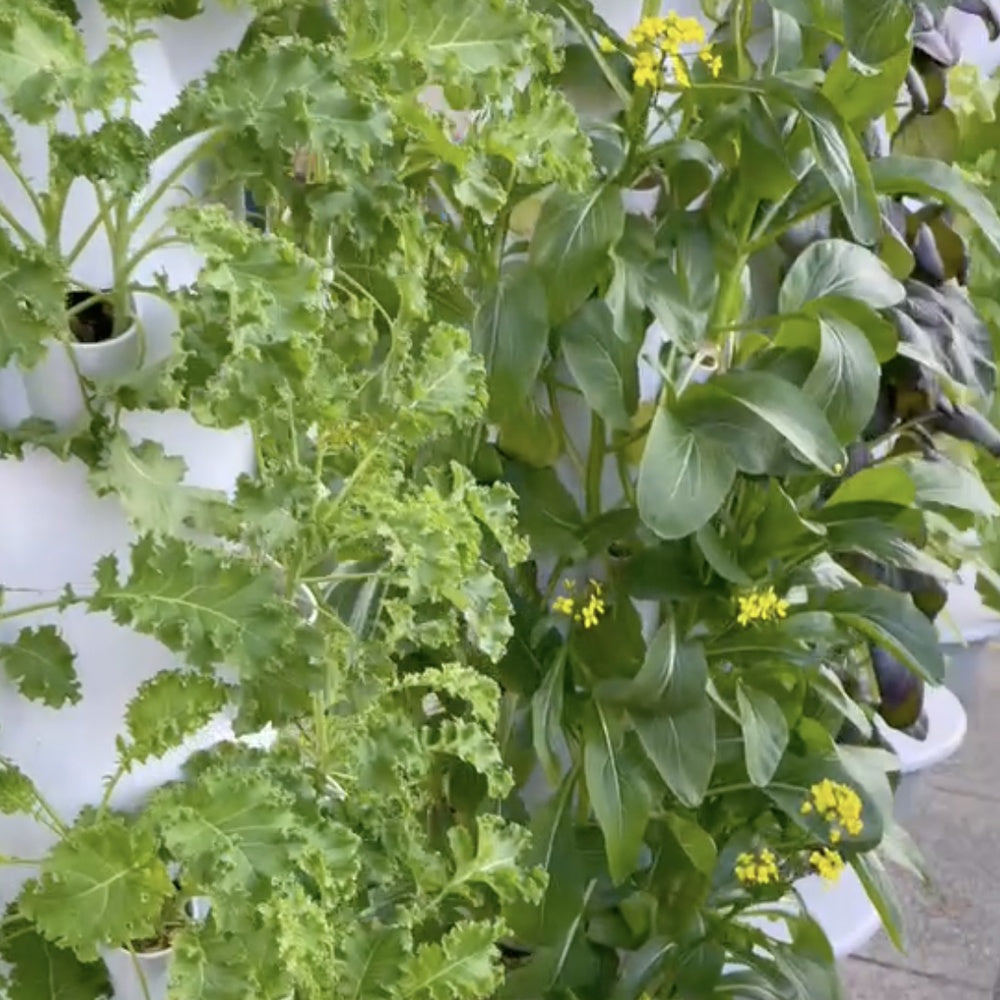Hydroponic Tower Bundle, 36 Plant Cups, Premium Garden Kit for Home Growers