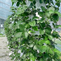 Hydroponic Tower Bundle, 36 Plant Cups, Premium Garden Kit for Home Growers