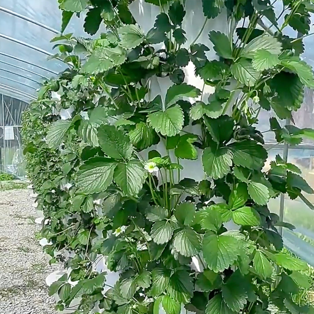 Hydroponic Tower Bundle, 36 Plant Cups, Premium Garden Kit for Home Growers