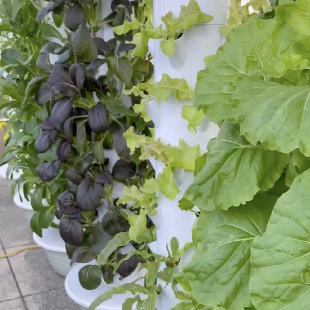 Hydroponic Tower Bundle, 36 Plant Cups, Premium Garden Kit for Home Growers